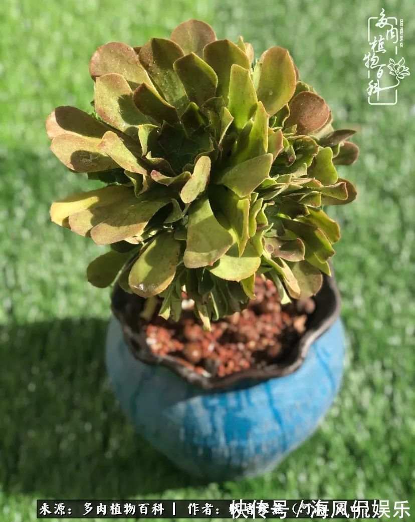 华丽|多肉千万种，我独爱法师！爱它的霸气，更爱它的华丽蜕变！