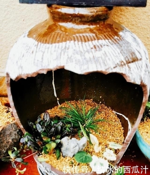 用石头盘子来养花,变成小盆景,价值能翻好几倍