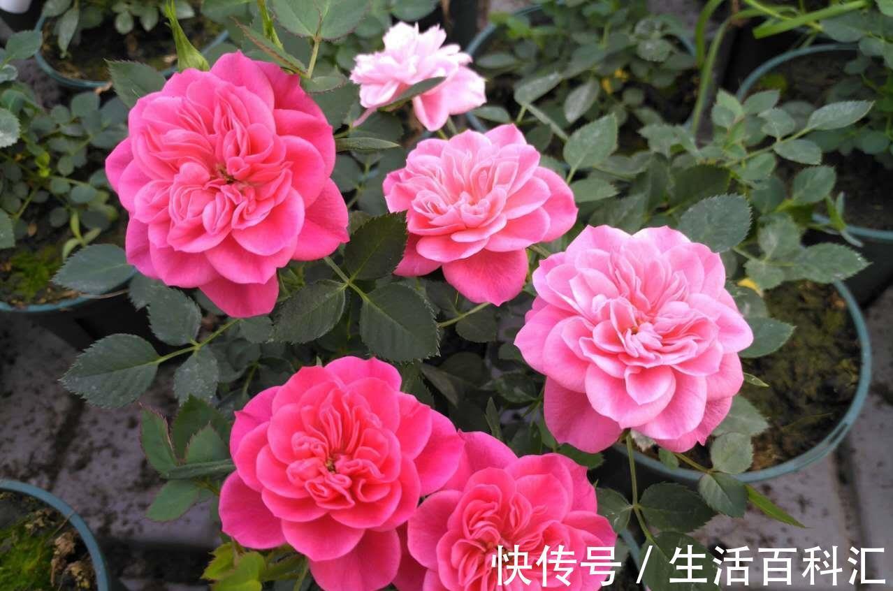 多季|微型月季花“心上人”,一树多色花,多季重复开,漂亮又好养!