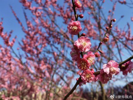 中年|合肥：十里梅花，春天“打卡”