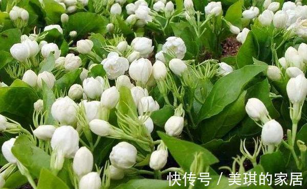 大花石竹大花石竹|养花试试这几款,尽量不要喷水,既可避免冲淋去花粉