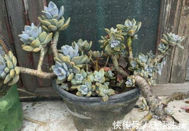 群生|多肉植物冬美人不休眠、可露养,2年就能养成群生的大老桩