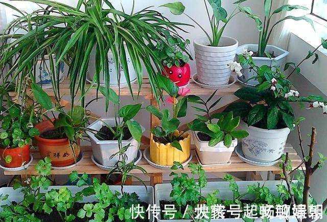 花卉|3个养花“小技巧”，越早知道越好！养花百分百成活，1分钟学会