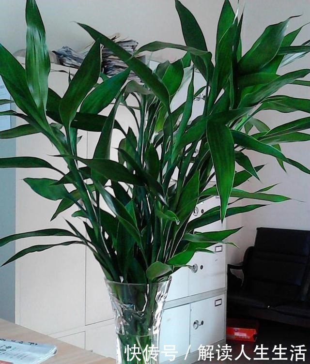 这6种“生财花”,夏季养家里,“浇水”要注意,否则黄叶、烂根!