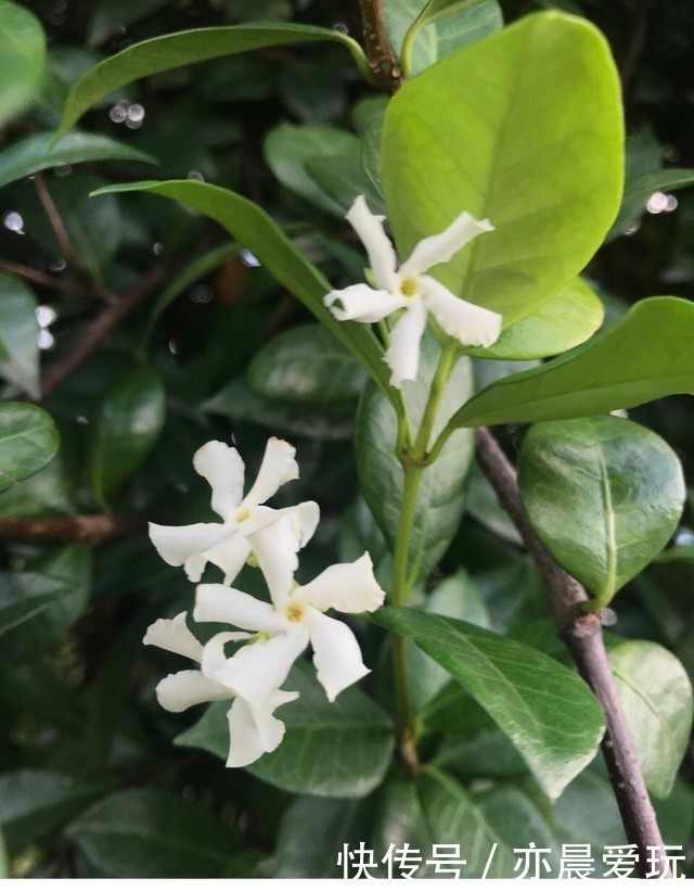  美的|一种极美的藤本植物，喜欢爬墙开茉莉花，名叫风车茉莉不养可惜了