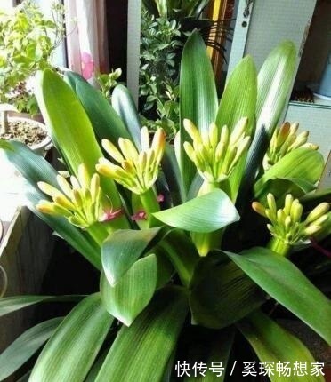 养君子兰“趁现在”,多做2件事,长成“大白菜”,一盆冒5个花箭