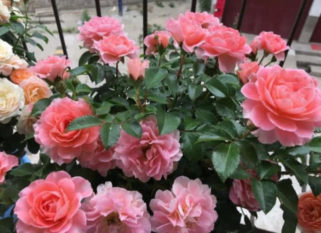 越剪越旺的“3种花”，开花多到爆盆，不见叶子只见花，美！