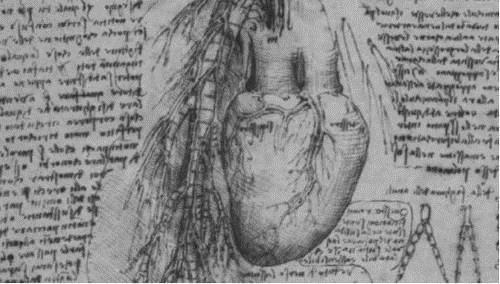 心肌$达芬奇曾画出心脏细微结构图,如今专家分析25万张图像才找到