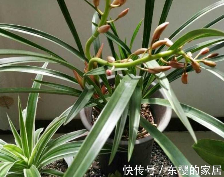 “高岭之花”兰花，家庭盆栽，为什么总爱黄叶病变？