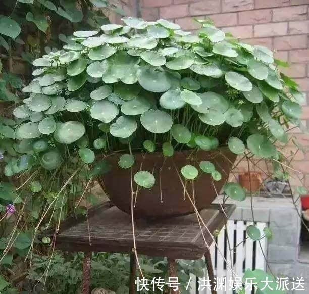 爆盆|夏天里的“暴发户”,养盆铜钱草,天天爆盆,里里外外全是“钱”