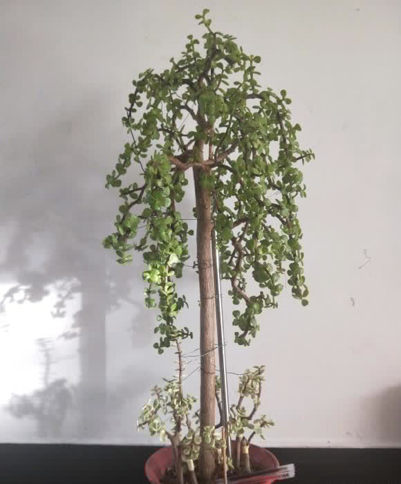 金枝玉叶的造型顺序,先养桩,后剪枝,多晒太阳,形状更美