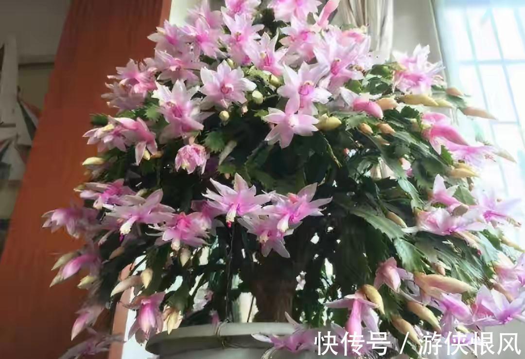 发财树|天气冷气温低,这些花要干养,少浇水才不易受冻和烂根