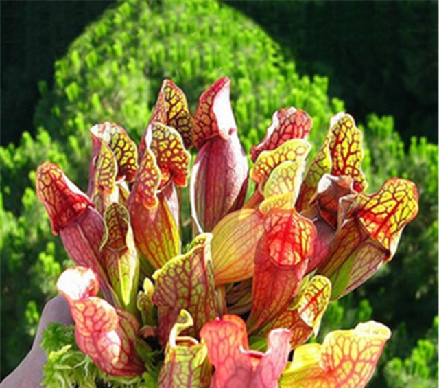 新手养花，适合养一盆“阳台精品”瓶子草，美丽妖艳，美妙动人