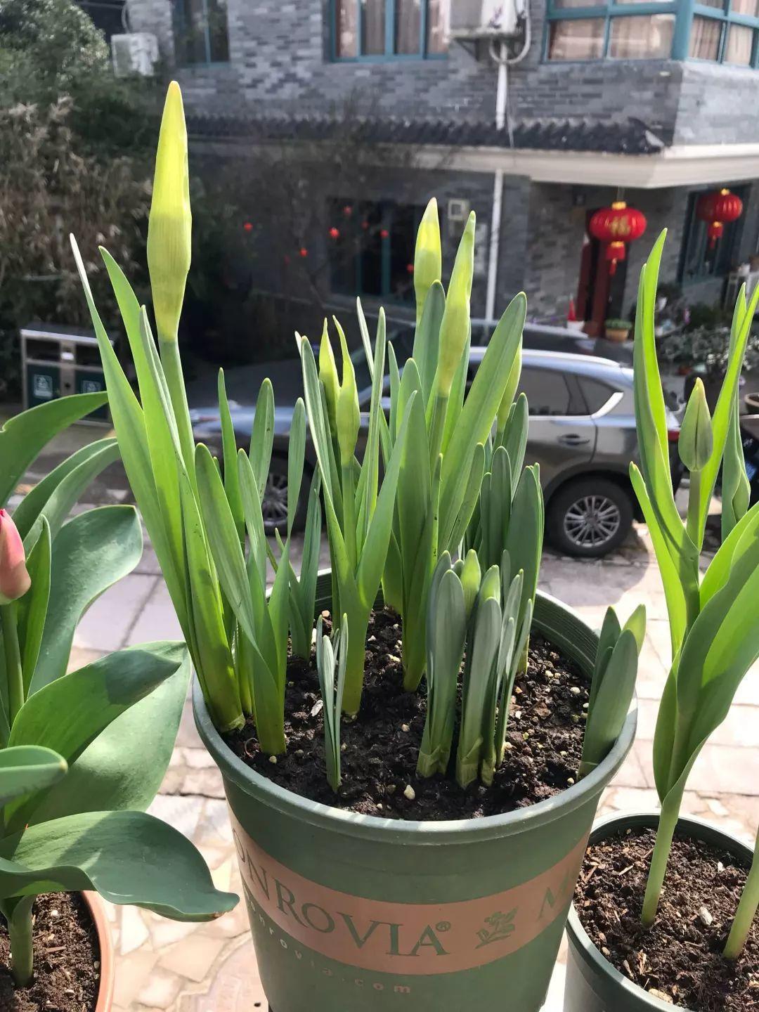 这花真能开,4个球开出28朵花,一颗就能开爆盆!