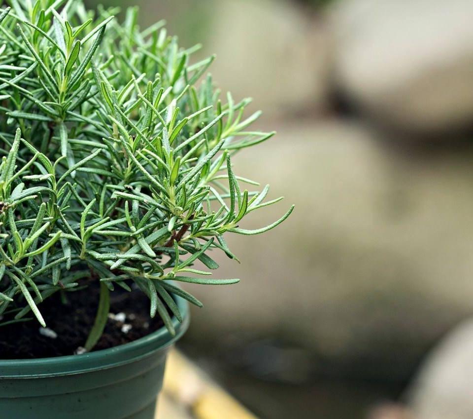 枝条|阳台养一盆它,皮实好养,散发香味、四季常绿、家里高级有氛围感