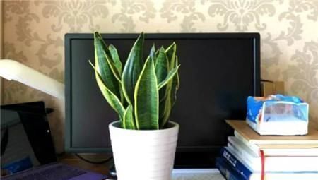 黄叶|客厅2个地方,千万别养花,不能忽视,养了也尽快搬走