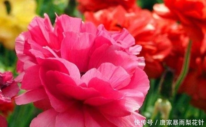 春天就养4种花,花香四溢,花朵烂漫迷人,开花一簇簇!