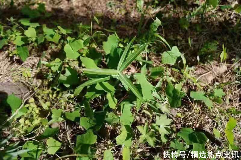 中国药典|山东泰山发现20余株野生黄精 为近四十年来最大野生群落