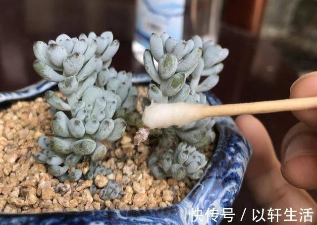 杀灭|养花得了蚧壳虫,密密麻麻让人头疼,不花一分钱,教你杀灭蚧壳虫