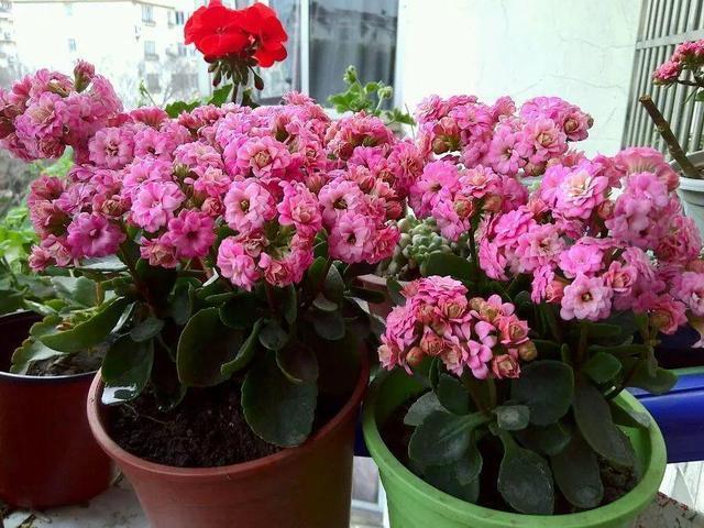 长寿花进入10月“补补身”,花苞几天冒一大堆,“开花多”溢出盆