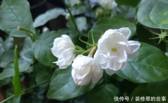 养好茉莉花,这一步“不能缺”花开一茬接一茬,连续不间断