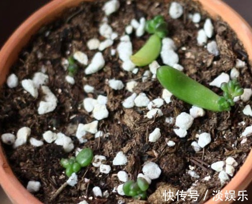 多肉虹之玉叶插怎么快速成活教你3个小妙招,不仅成活还更旺盛