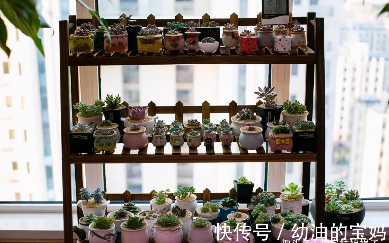 买花时不要合了眼缘就买回家，这8种花不好养，新手还是放弃吧