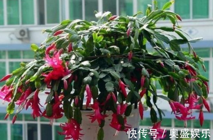 扦插|“2种喜冷花”养客厅,0℃也能开爆盆,秋冬就选它,好养易爆盆!