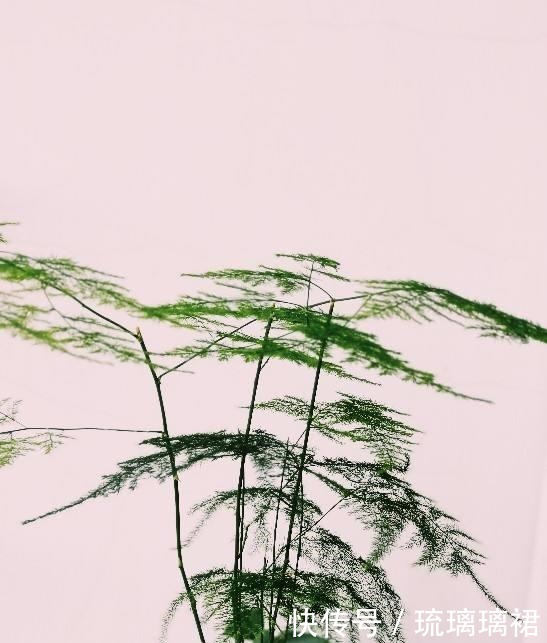 入秋后要及时修剪,不然6种花越长越丑!