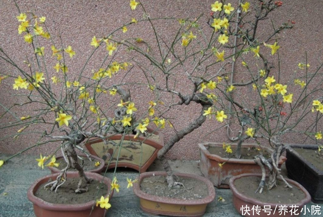 花苞|立秋以后,4种花别再修剪,否则影响正常开花