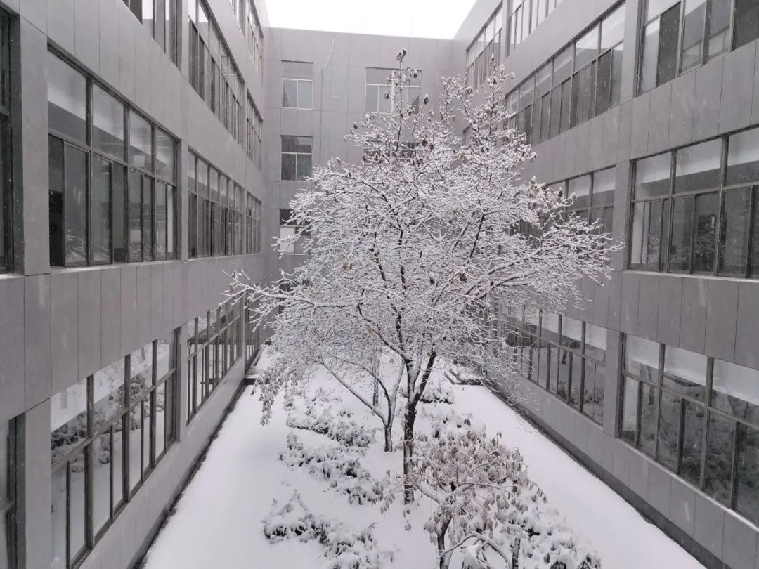 初雪|定格·山东商院的初雪