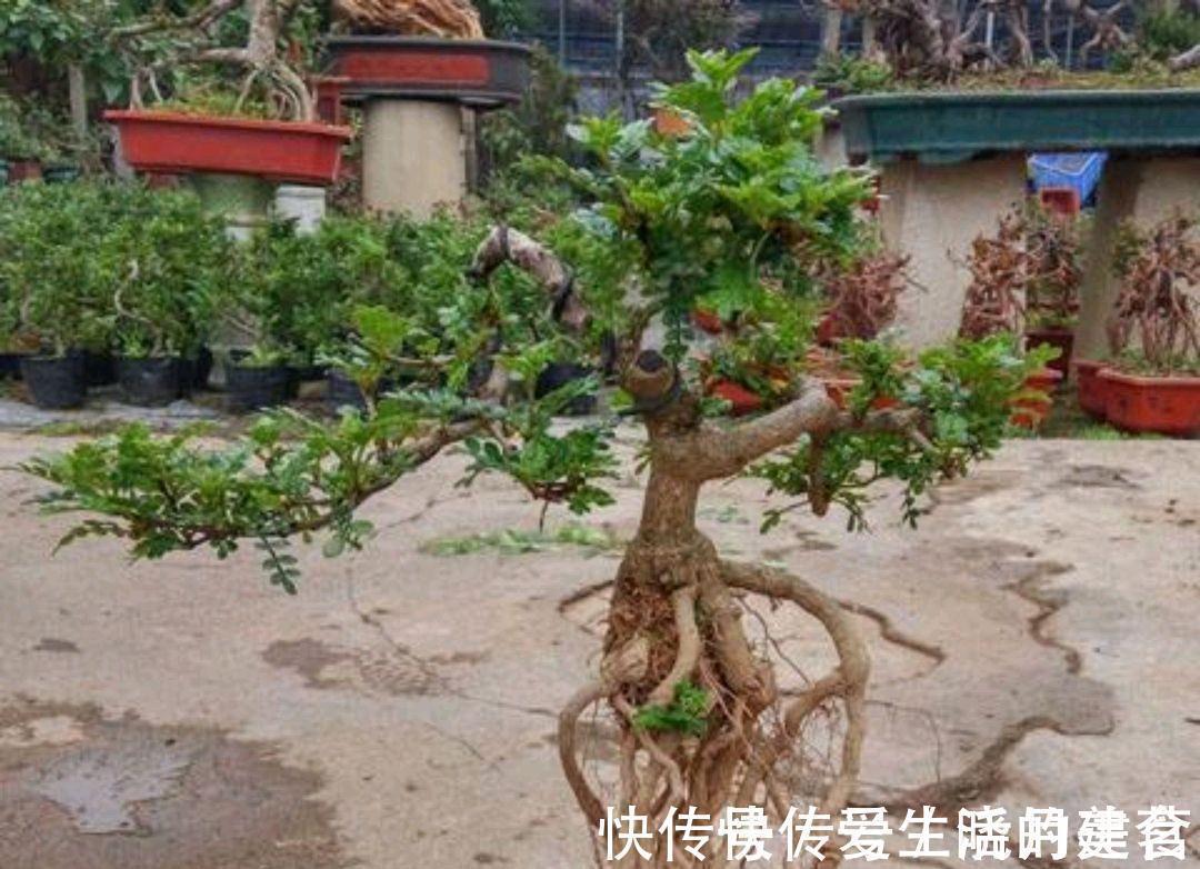 盆景|动辄上万的清香木盆景,如何采桩,怎样栽培