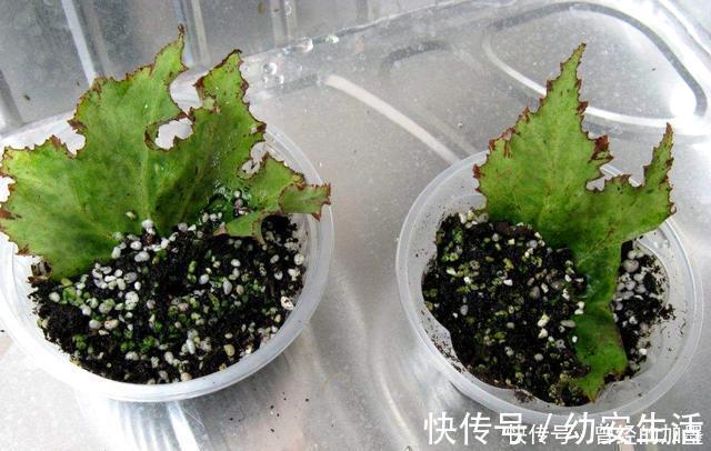 此4种花，随便摘片叶子都能繁殖一棵，轻松爆盆，阳台变花园