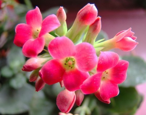 4种小花，进入冬季猛开花，花苞蹭蹭窜，养一盆爆一盆，新手必养