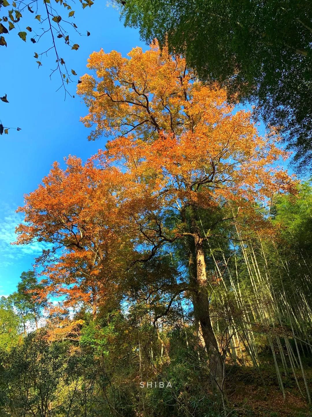 泰顺县|泰顺红枫古道迎来最佳观赏期，已为您安排最优路线，注意查收！