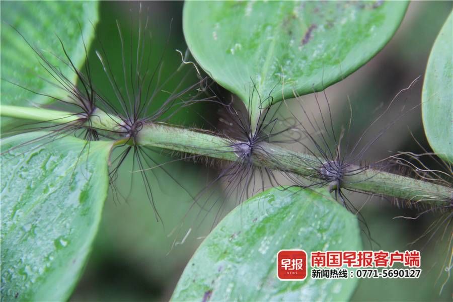 新品种 首次向世界公布！崇左发现竹科新品种“中越悬竹”