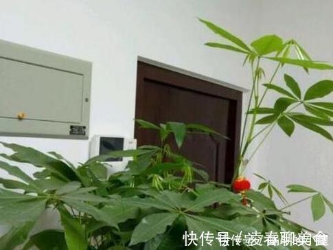 生长期|秋天养此3种花，只需要浇点水，越来越旺，长疯了！