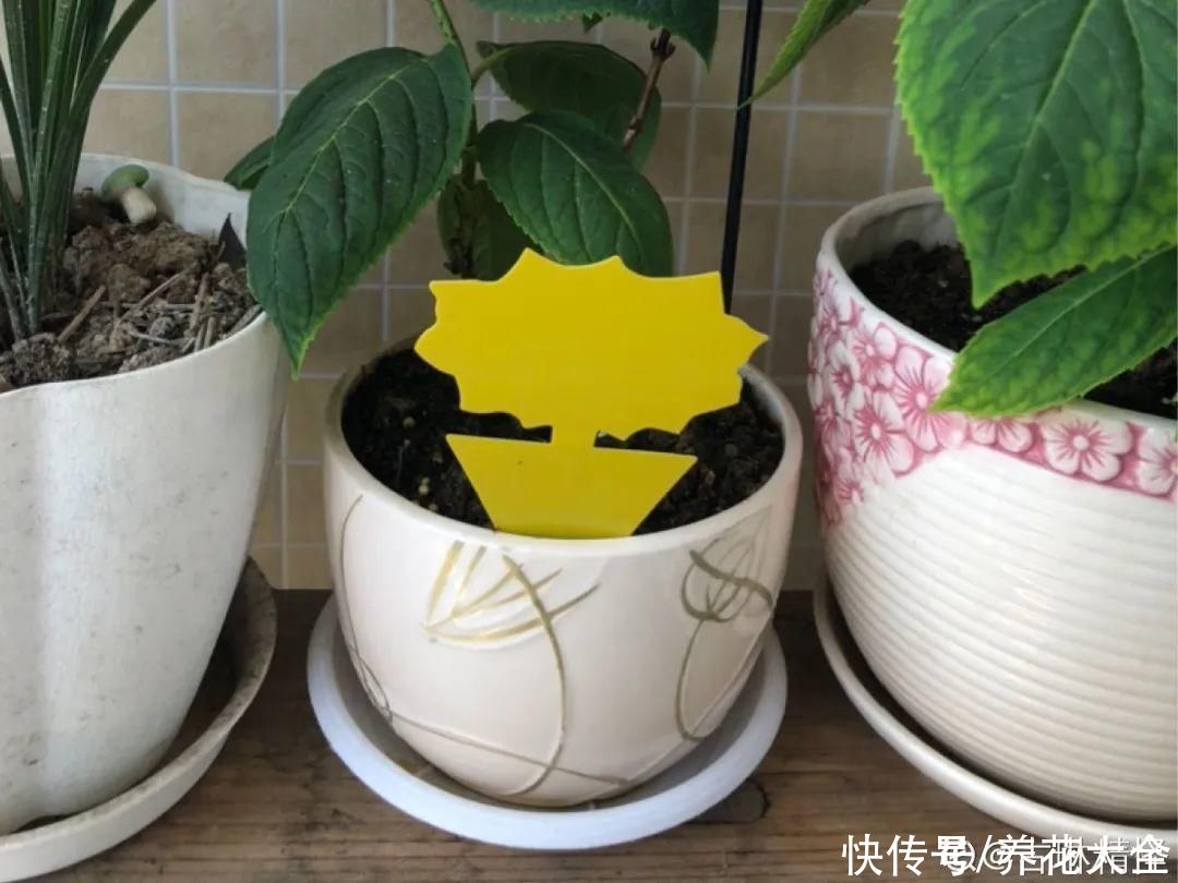 花盆里有一窝蛋，赶紧换盆，不然花都死了