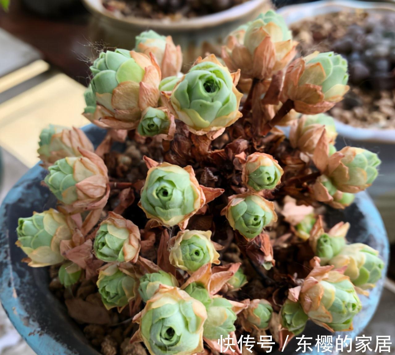 夏天|张大哥养肉10多年,总结出4个“耐热品种”,肉迷都喜欢