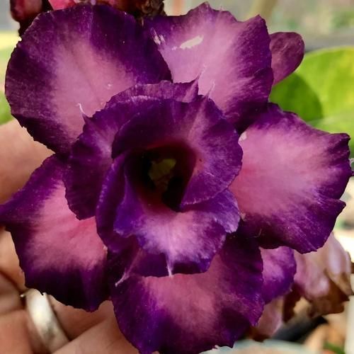 旺盛|沙漠玫瑰叶子长得旺盛还不开花，选好时机修剪，第二年有花看