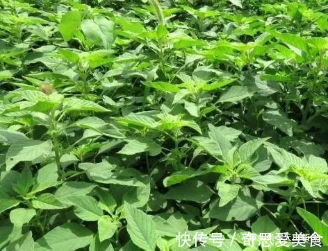 苋菜|农村里的“长寿菜”,含钙量比普通蔬菜更高,以后遇到不要错过