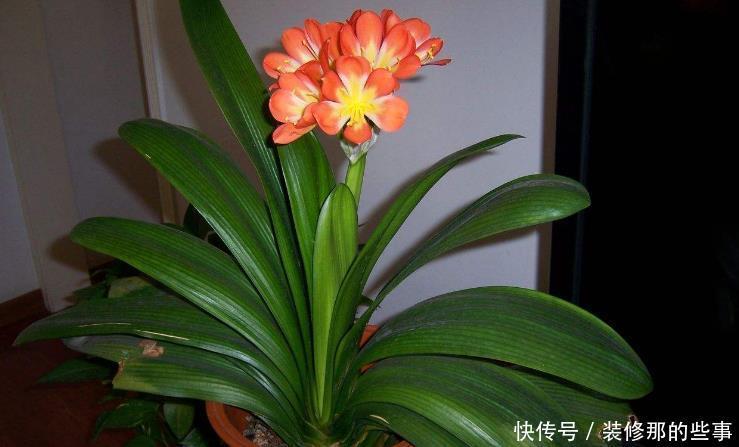 废油|月季、君子兰、茉莉，这3样花超爱吃油，用好了呼呼长不停