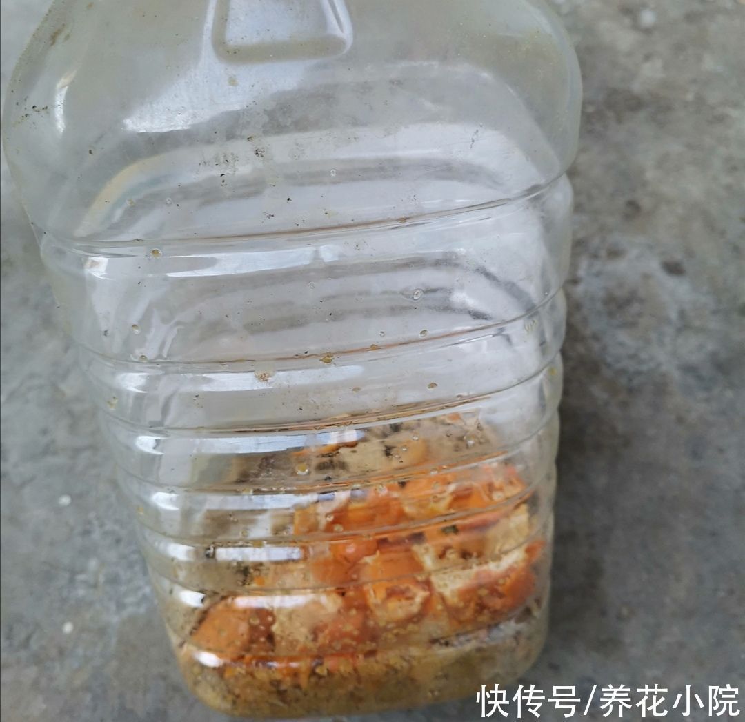 饼肥|煮熟的黄豆,能不能直接埋到花盆里当花肥?需要注意什么