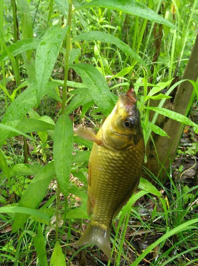 浮漂|野钓小技巧浮漂做一个小改动,惊鱼几率大降