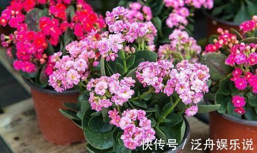 观赏价值|家里养了5种花，4月开败后及时修剪，不然明年没花赏