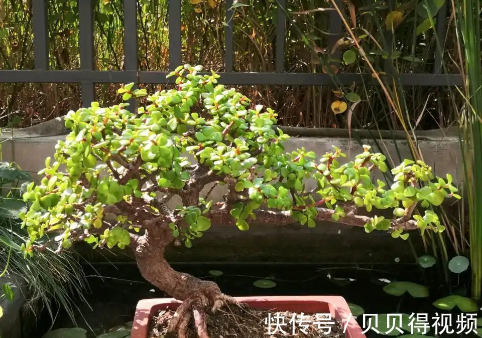 金枝玉叶的叶子总是哗哗的掉,因它这6怕,要注意避免