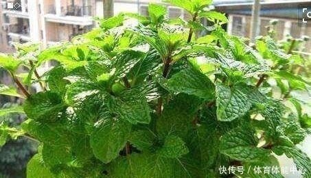 光照|薄荷这样养，植株粗壮，叶子多，掐个叶子，能做菜当“茶叶”！