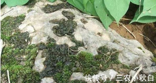 农民|农村一种野菜,估计很多人不认识,农民采摘了卖几十块一斤