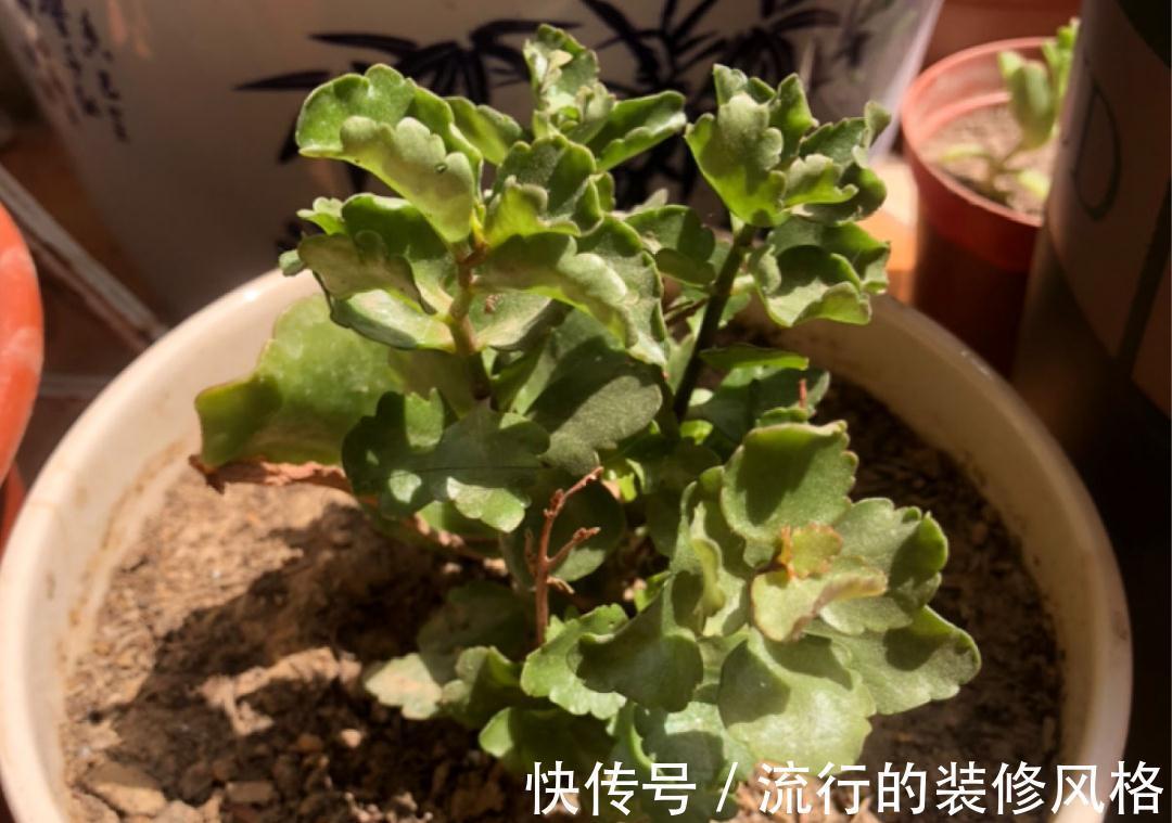 黄叶|养花“黑名单”实在太难养,心累