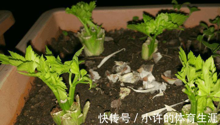 6种青菜根,吃完不要扔,插进花盆,浇浇水,20天长成“小菜园”